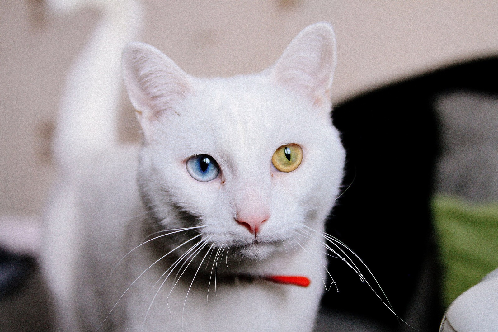 Unplanned photo session - My, cat, Pet, deaf cat, Longpost, Heterochromia, Pets