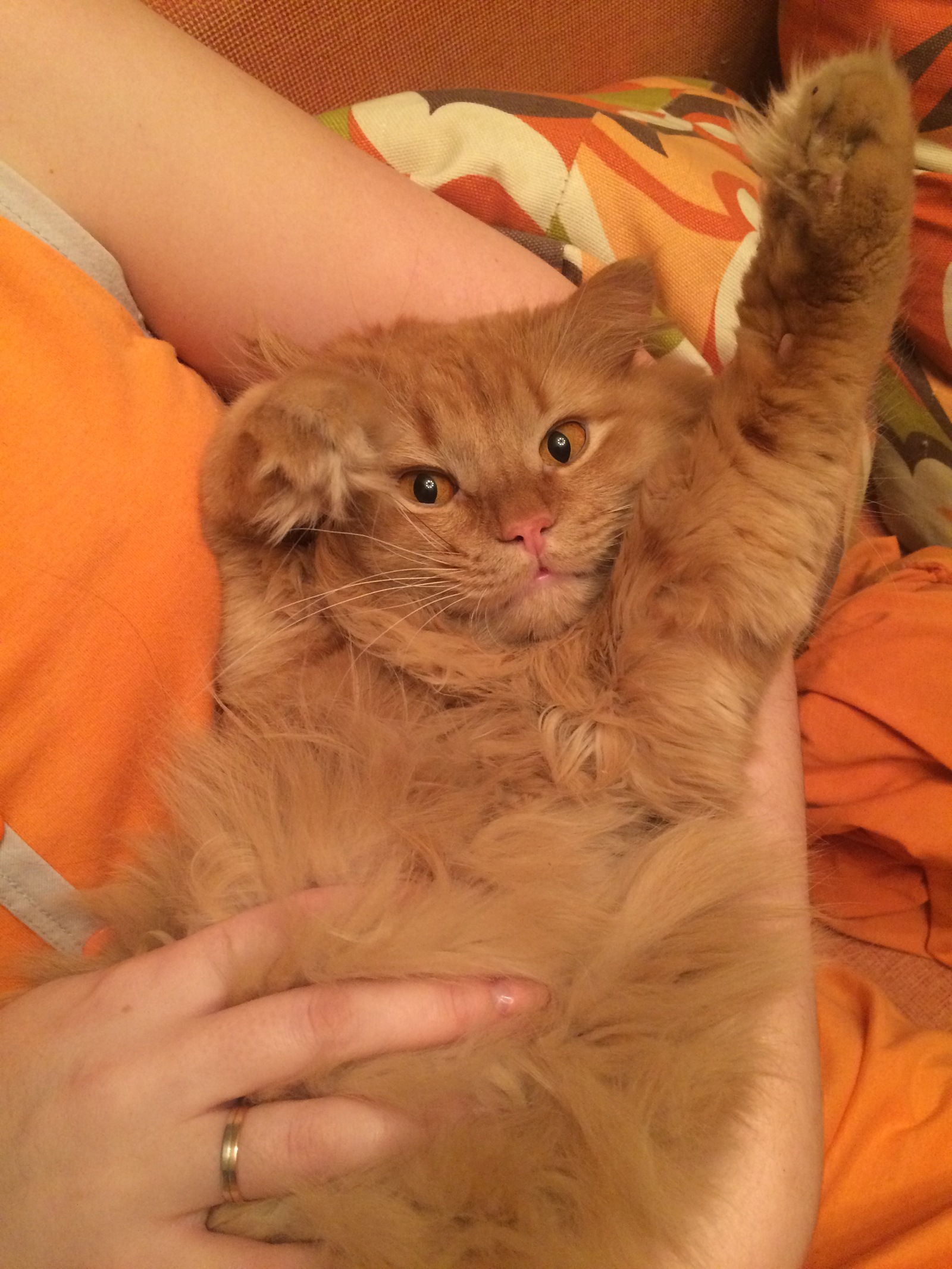Оранжевый кот | Пикабу
