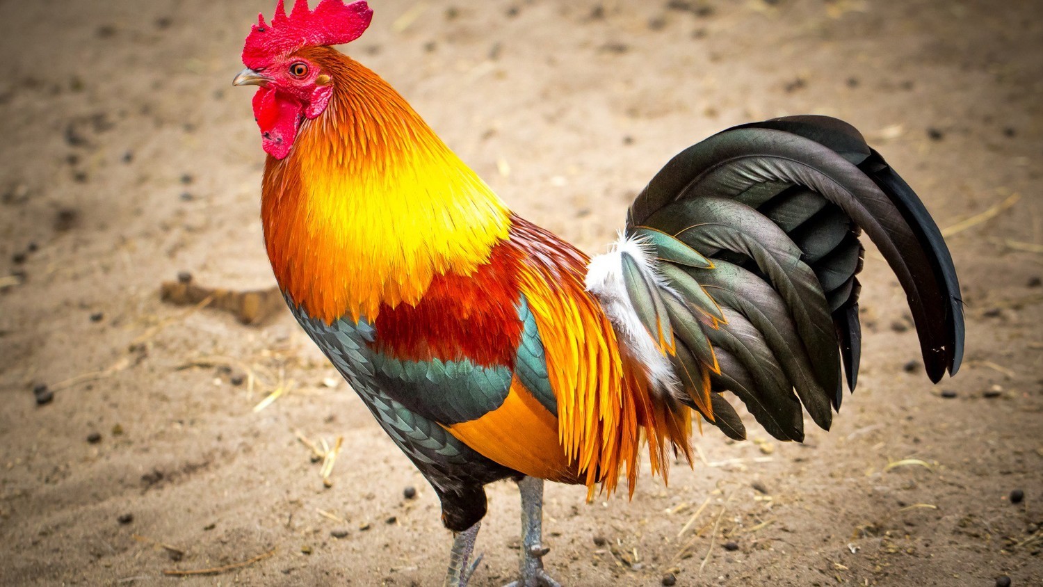 Rooster jailed in Honduras - Honduras, news, Humor, Rooster, Prison, Police