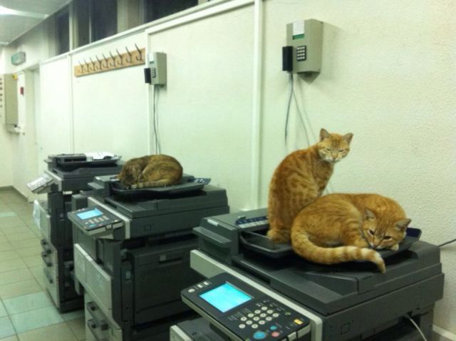 Copies) - Xerox, cat