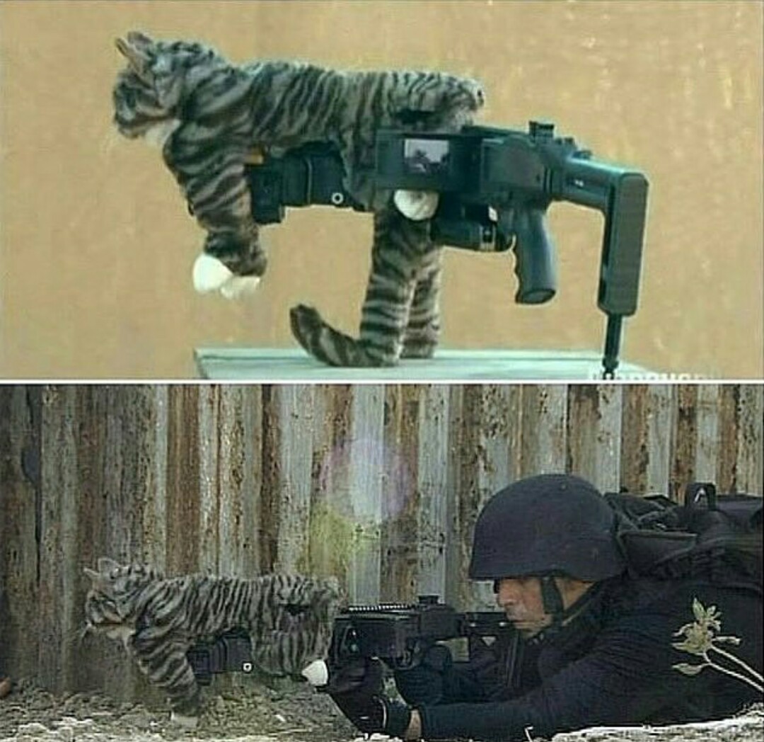 Tactical Cat - cat, , Military stealth, Machine