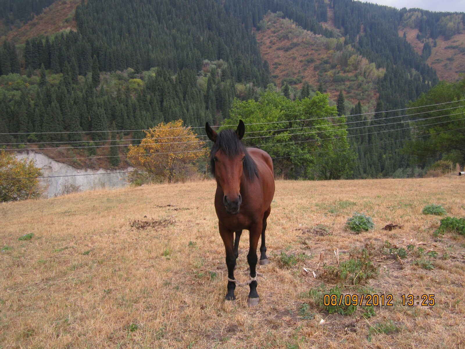 Pretty boy - My, Horses, Photo, Kazakhstan, The mountains, Nature, Longpost