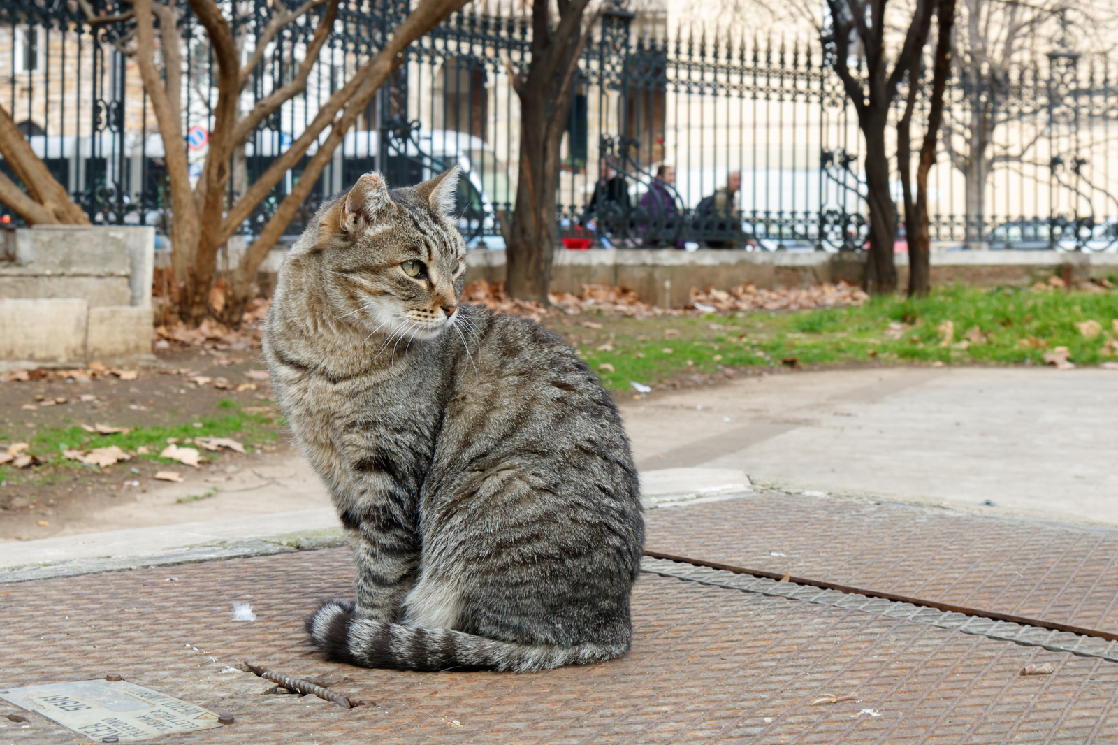 Roman cat. - My, Photo, Photographer, cat, Rome, Winter, Canon