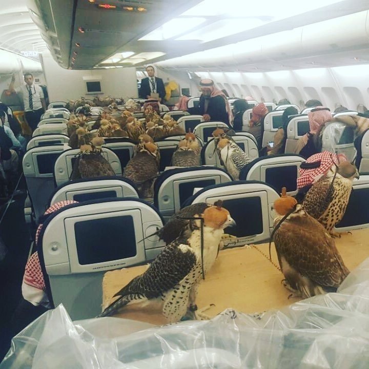 Saudi prince bought tickets for his 80 hawks - Hawk, Prince