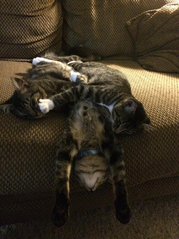 It looks like they fell asleep in the middle of a fight. - cat, Dream, Fight, Sofa, Pose