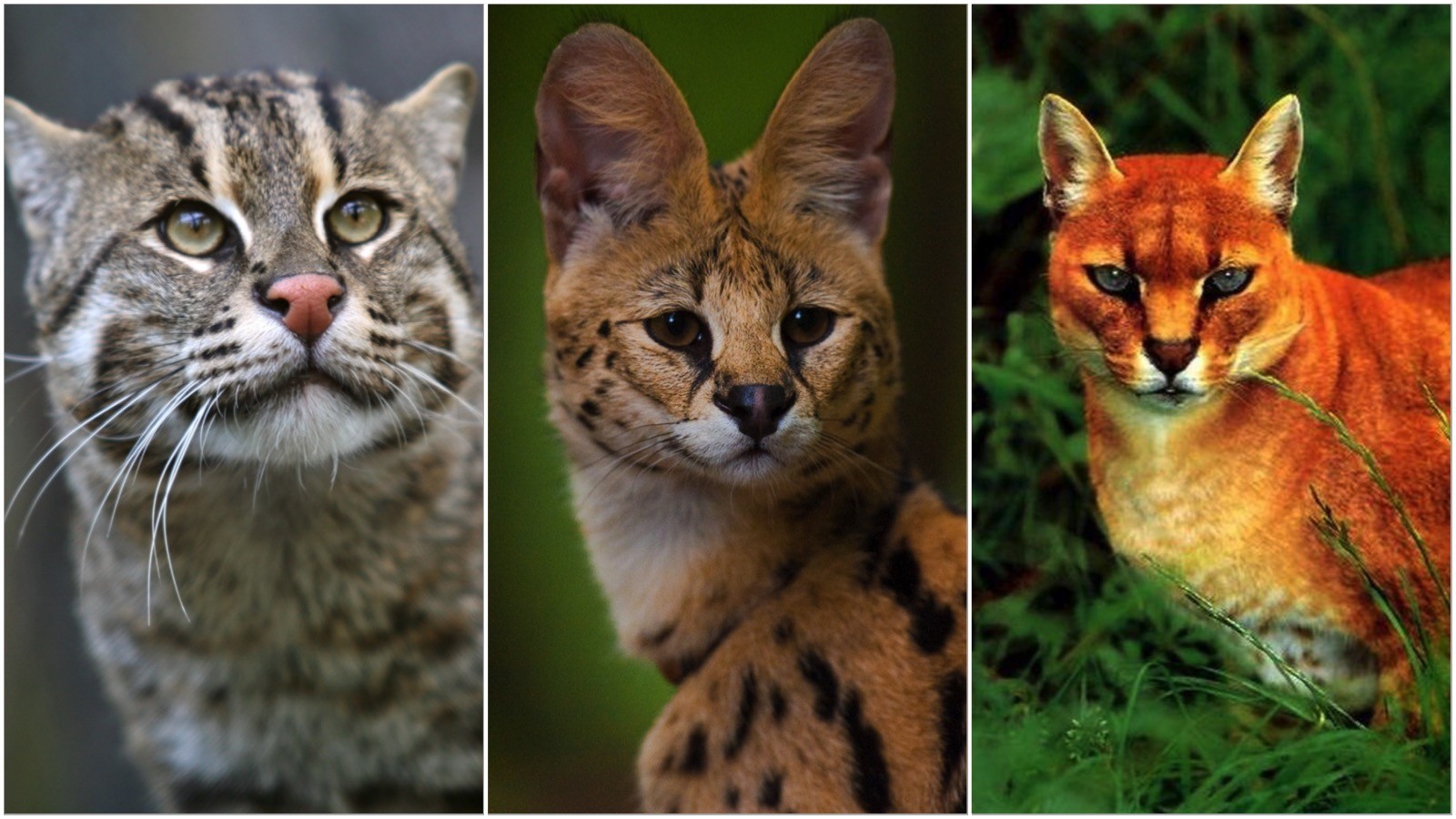 10 классных диких кошек, о которых мало кто знает | Пикабу