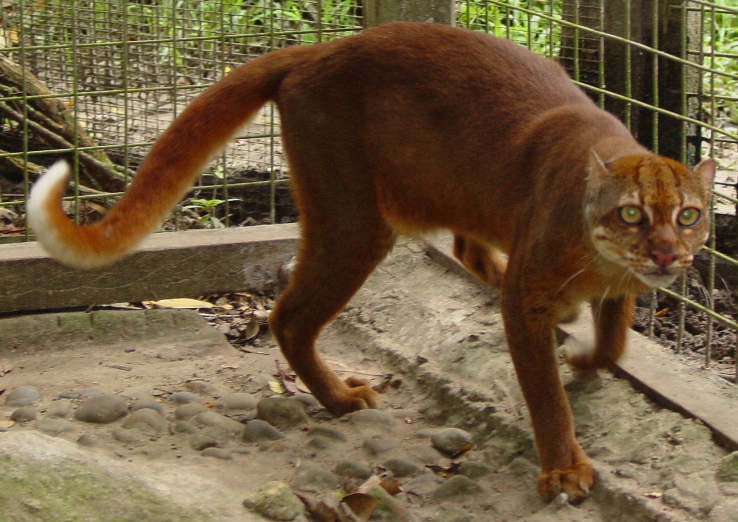 10 Cool Wild Cats That Few People Know About - Longpost, Cat family, Animals, Fishing Cat, Cat Temminka, Serval, Sand cat, Margay, Jaguarundi, , Kalimantan cat