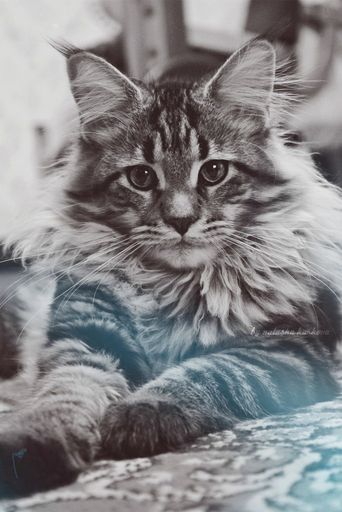 Maine Coon Businka - My, Beads, Maine Coon, cat, Longpost