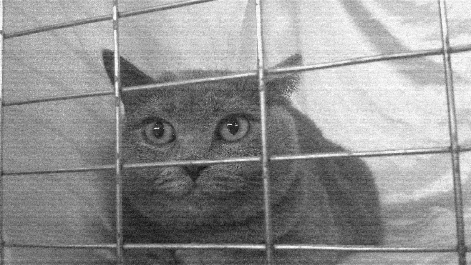 Captive) - cat, Cell, 