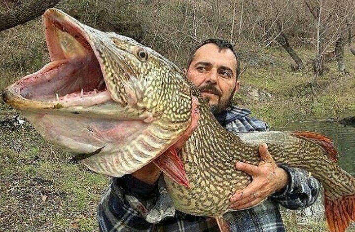 Pike - The photo, A fish, Catch, Fishing, Pike