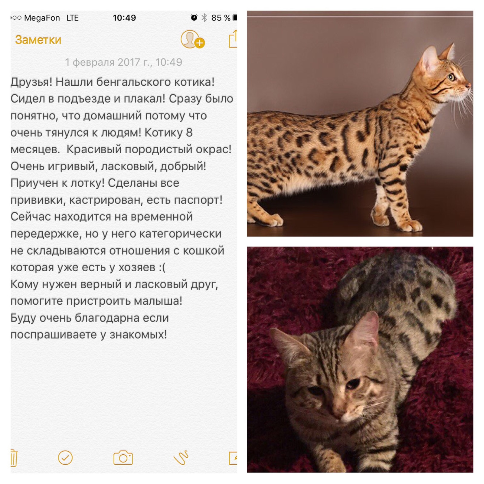 Bengal cat looking for a home! Moscow city - My, cat, In good hands, Good league