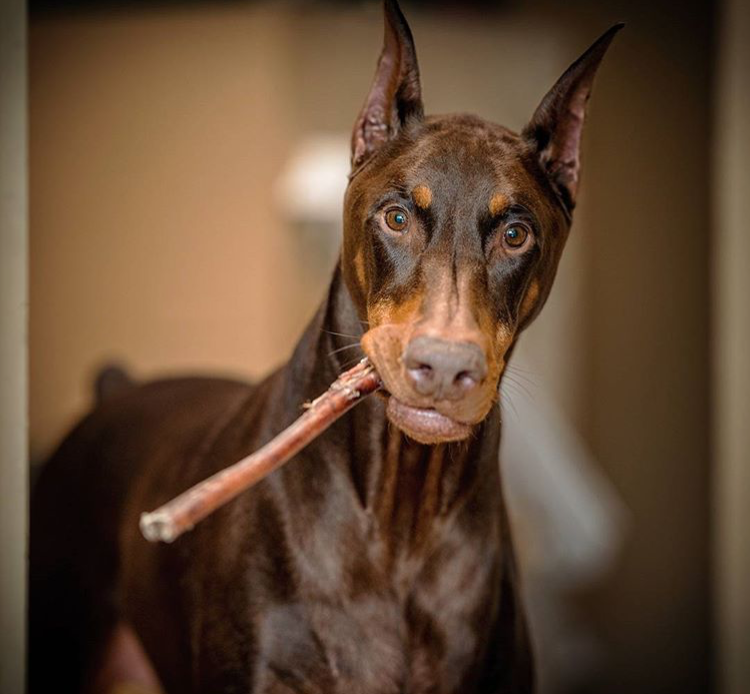 Dog with a stick - Dog, Doberman