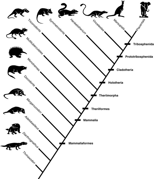 Permian extinction and its role for us. - My, , Paleontology, League of biologists, , Therapsids, Diapsids, Mammals, Longpost, Extinction, Permian period