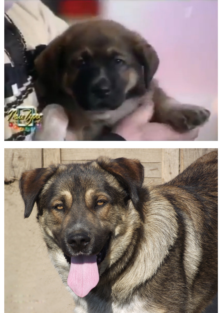 Puppy from the Field of Miracles. Has grown up. - Puppies, Buyan