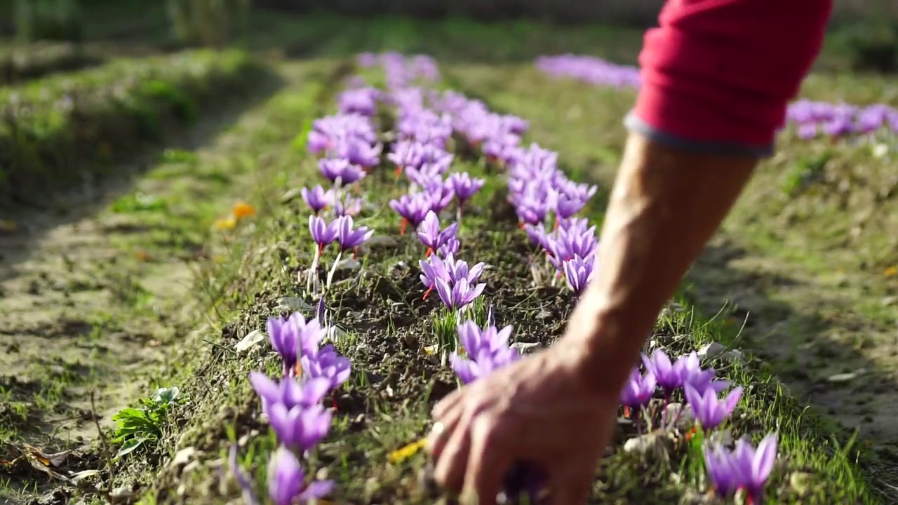 The most expensive spice in the world - saffron - Saffron, Crocus