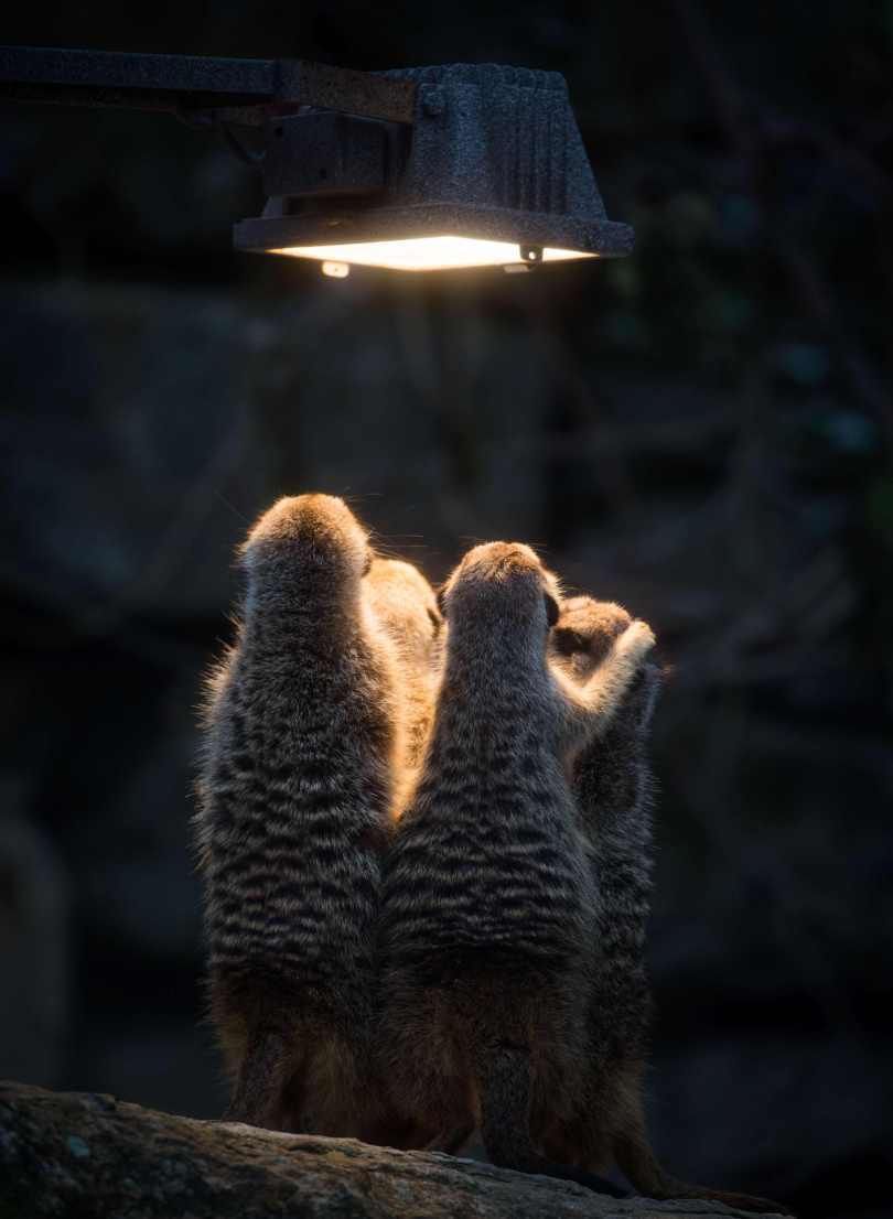 Meerkats - Meerkat, Are warming up, Zoo, Animals, Germany