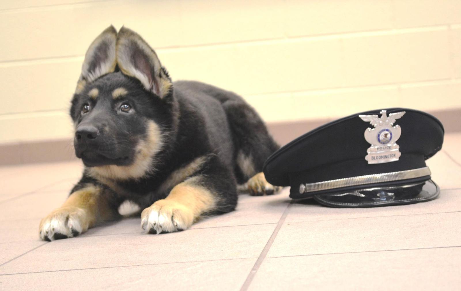 Police dog. - Dog, Animals, US police, , Longpost