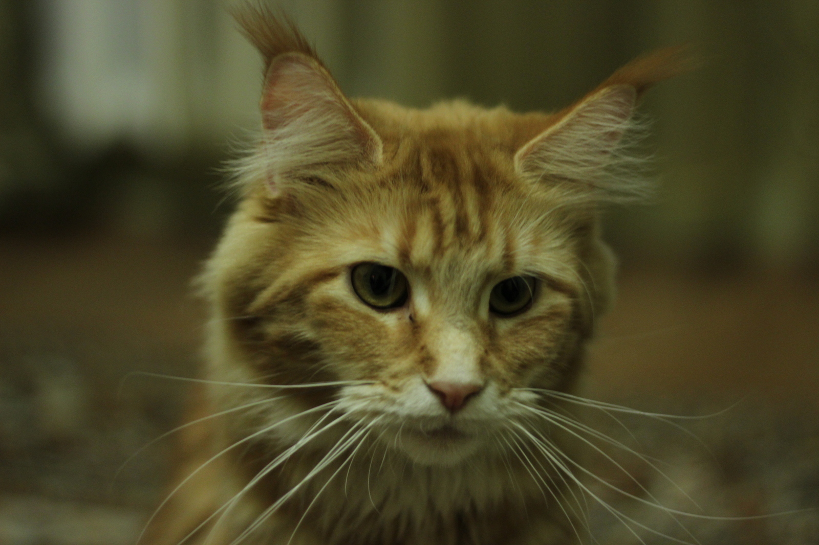 Maine Coons in your feed - My, cat, Maine Coon, The photo, Longpost