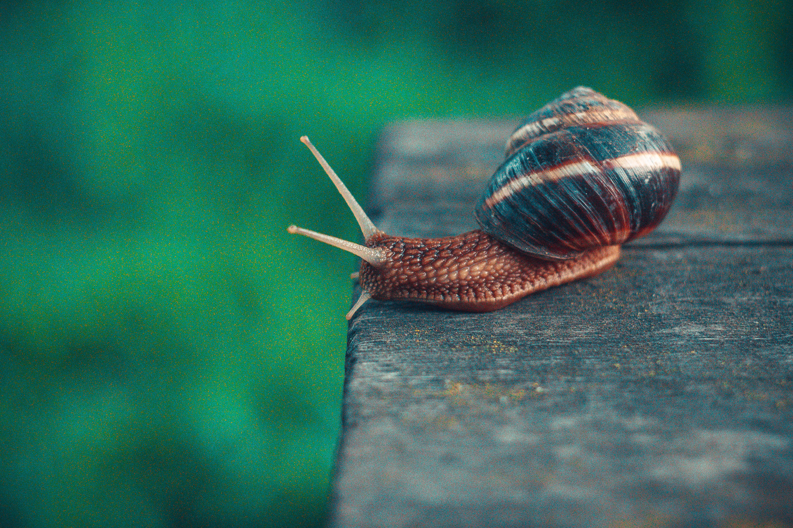 Not only cats can be cute.. - My, Snail, Harry, The photo, Helios