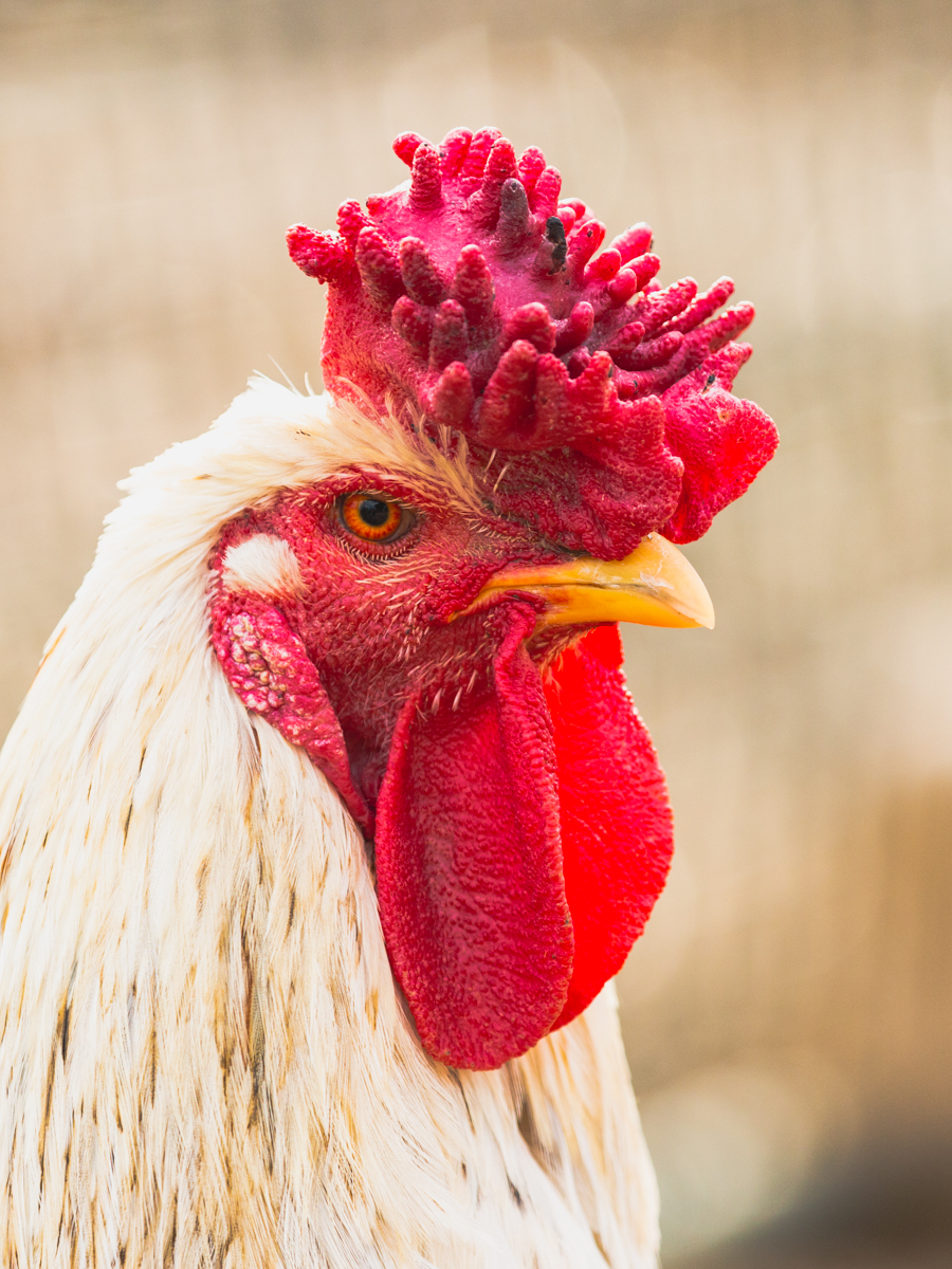 male hen - My, The photo, Birds