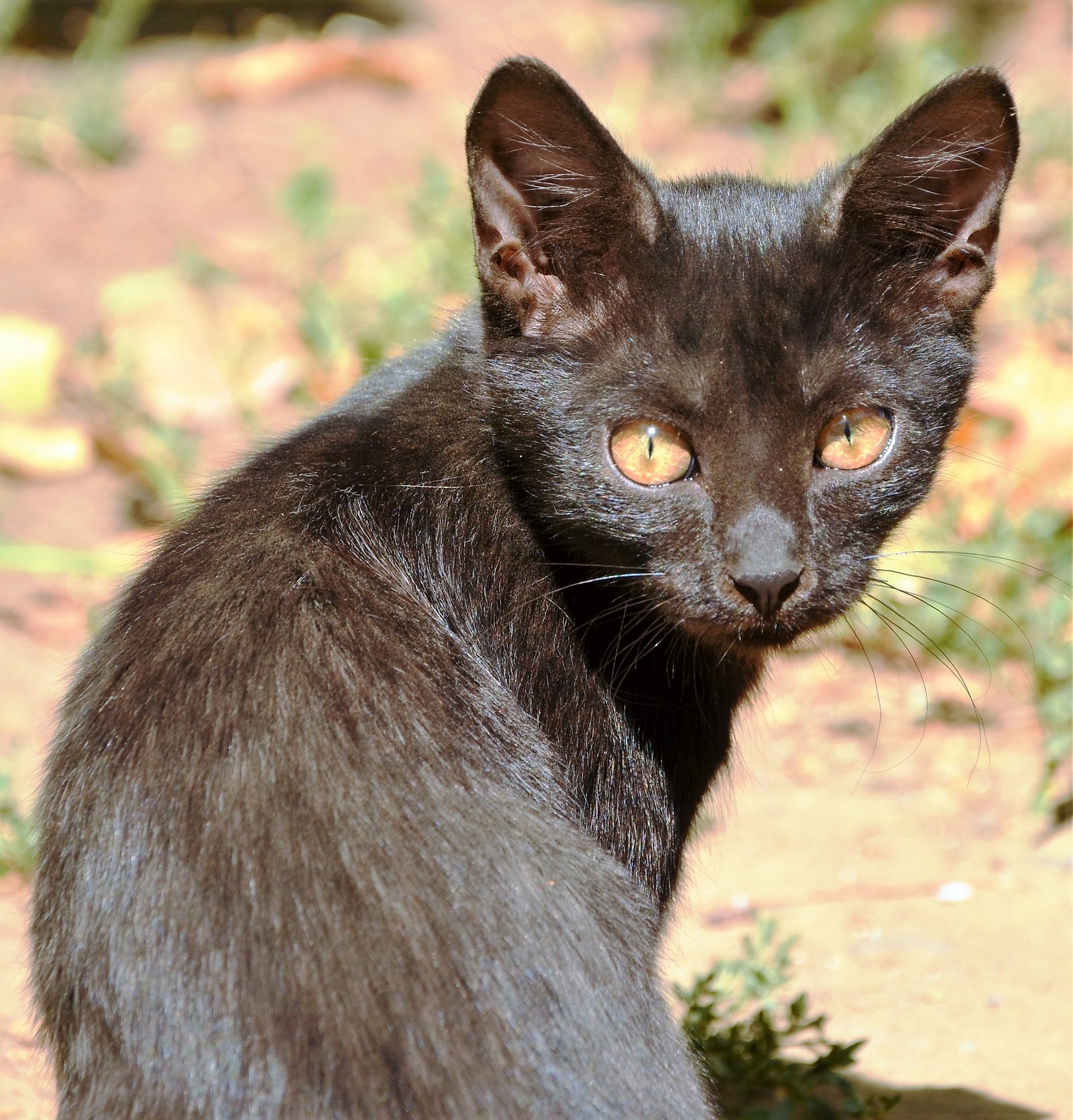 cat faces) - My, Nikon d5100, Longpost, 