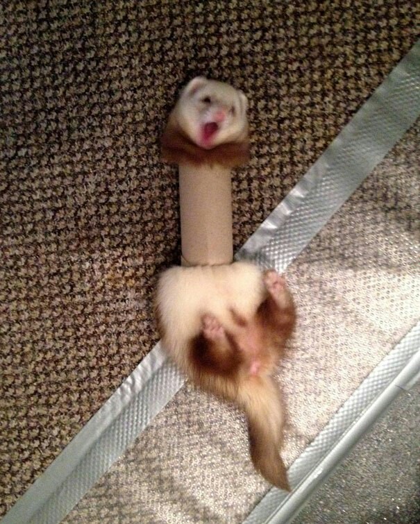 Animal fails - Animals, Ferret, Mouse, In contact with, Longpost