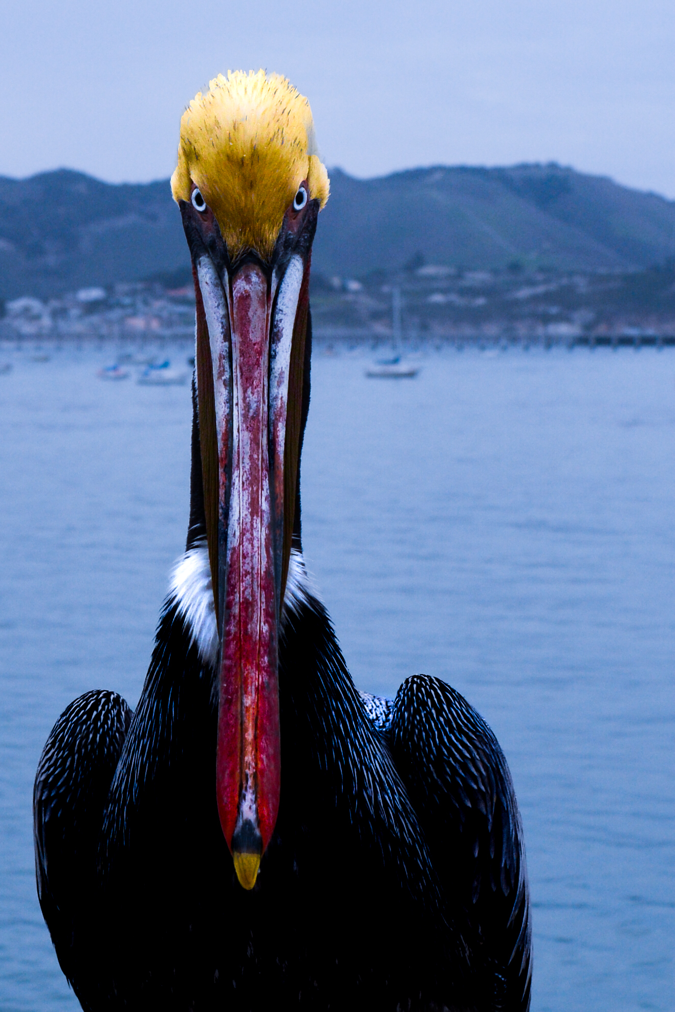 stern pelican - The photo, Birds, Pelican, beauty