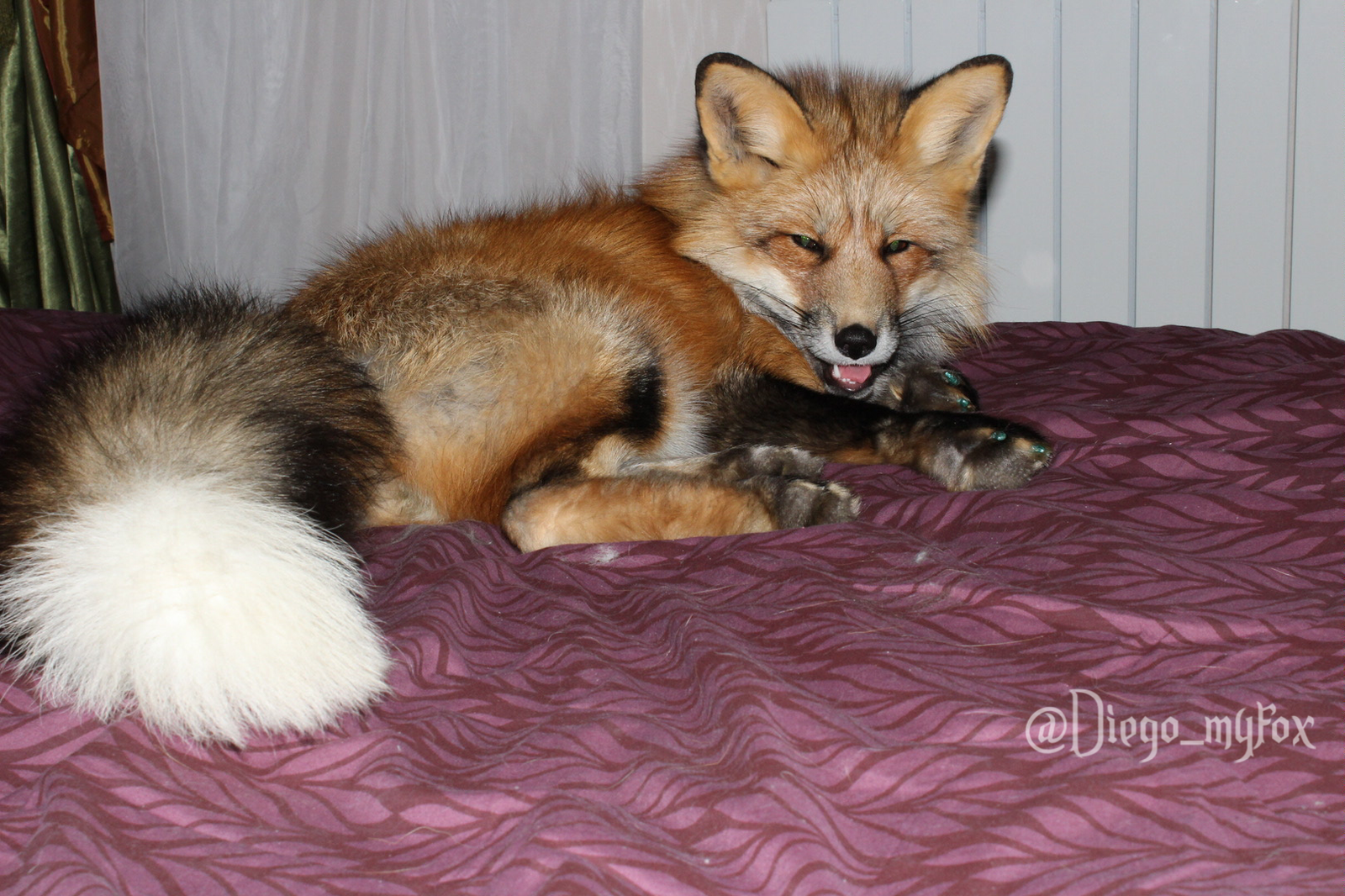 Happy lying on the bed - My, , Domestic fox, Happiness, Bed