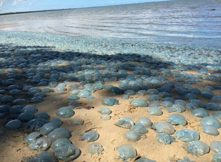 Thousands of blue jellyfish washed up on the beach - Jellyfish, Wow, news, Animals, Australia, Jellyfish, Tag