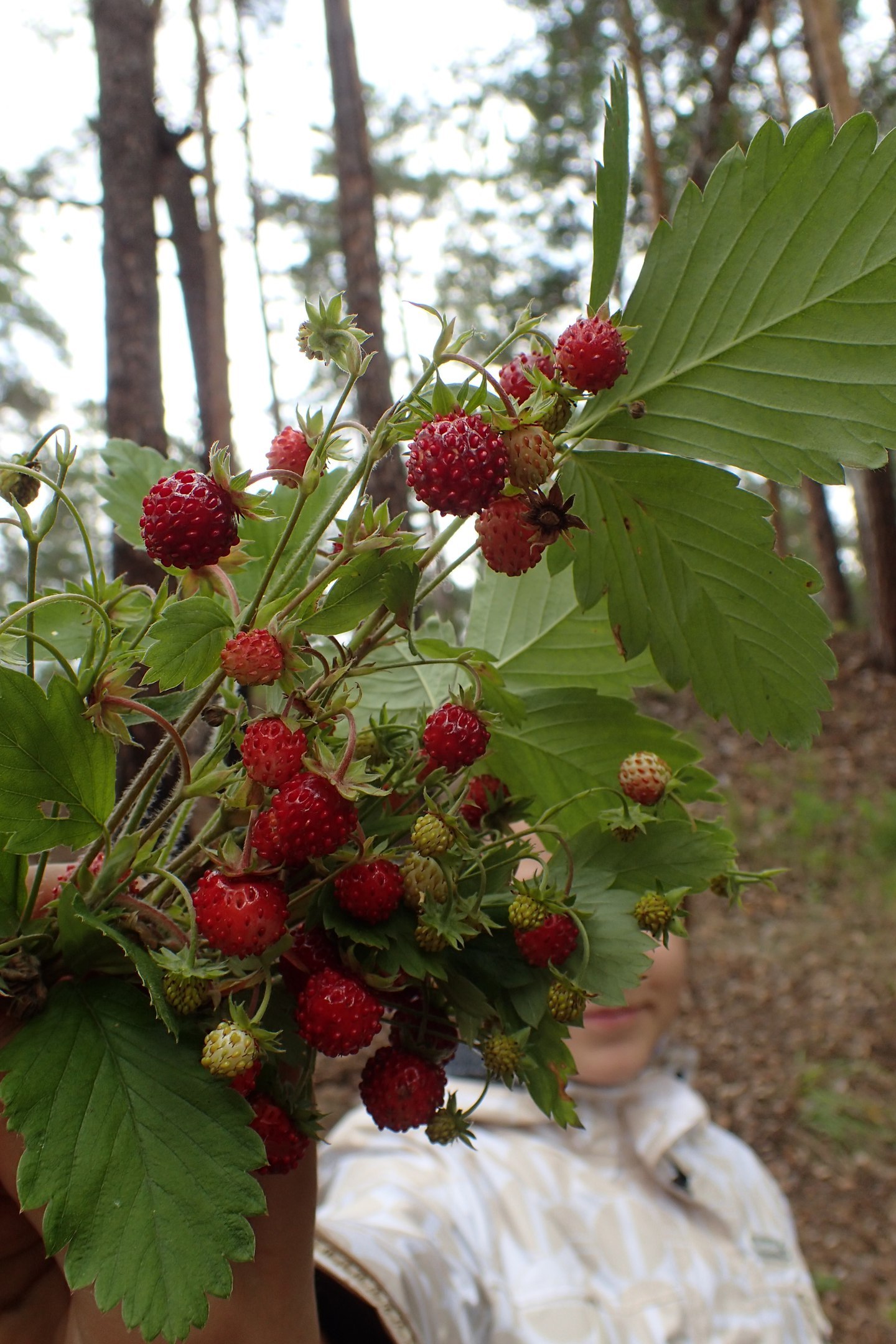 Piece of summer - Strawberry, Berries, 