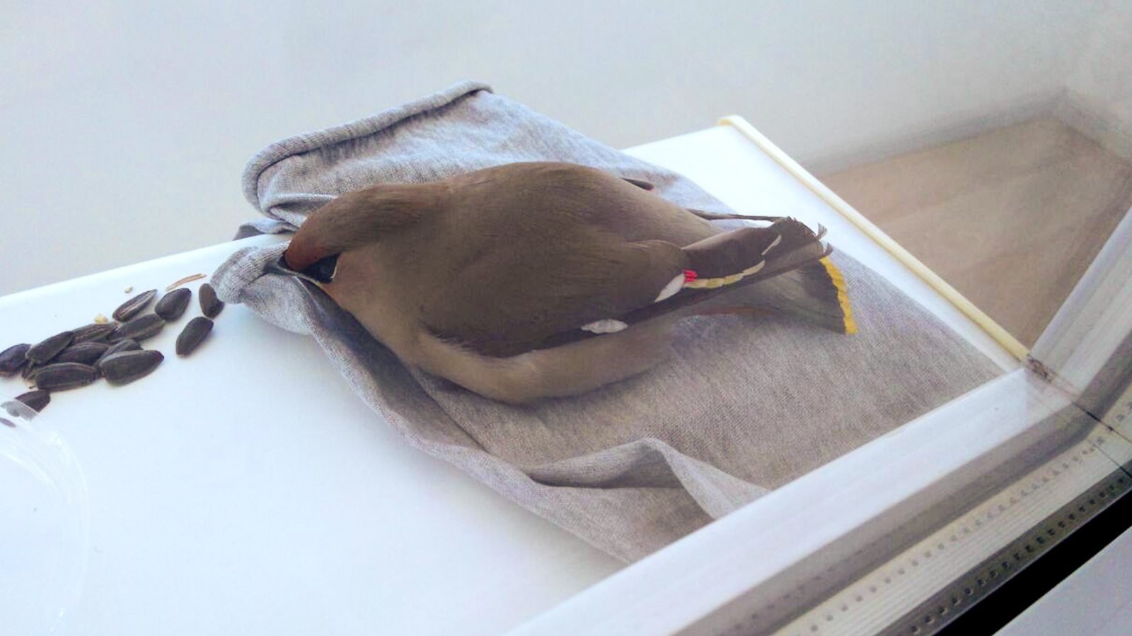 Sunday guest - My, Waxwing, Astana, Alcoholics