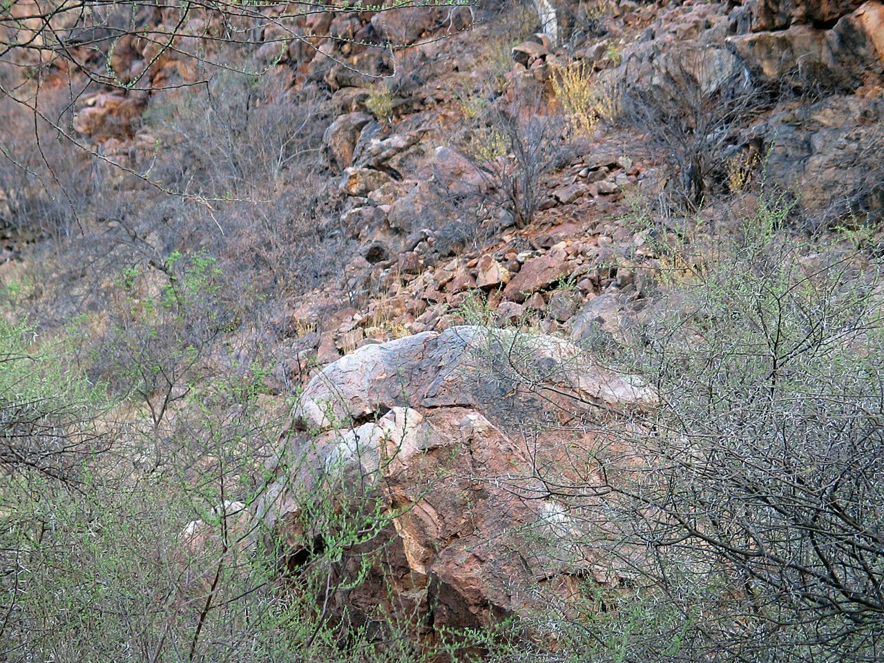 A cunning predator decided to play hide and seek with the photographer and blended perfectly with the landscape - Attentiveness, Landscape, Predator