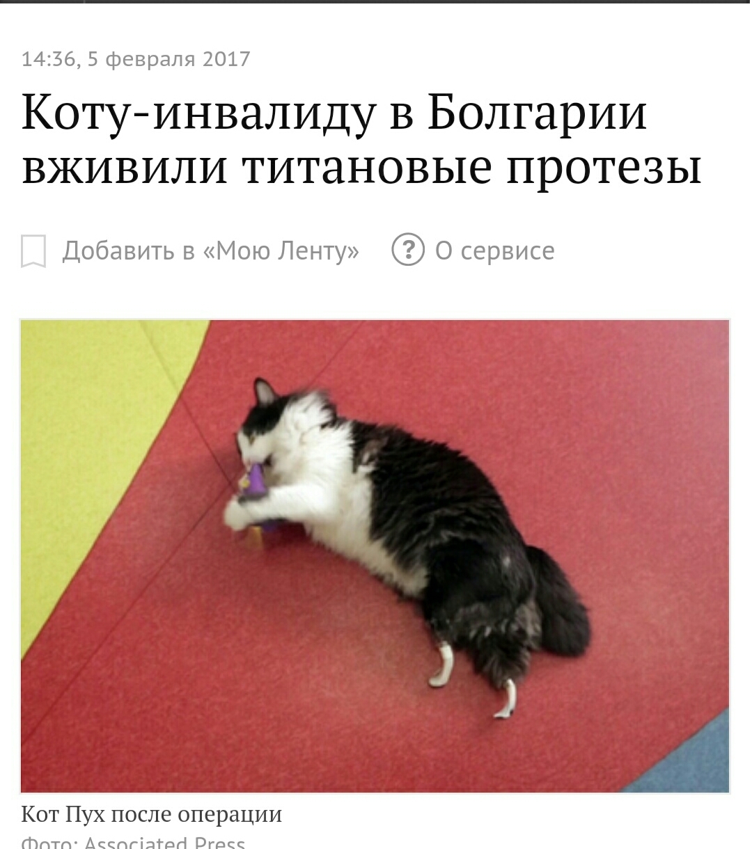 They say the cat has already adapted) - cat, Disabled person