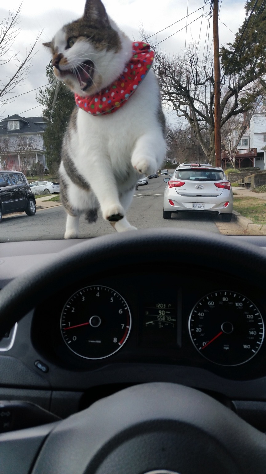 Shock! Huge cats are taking over the city! - cat, Foreshortening