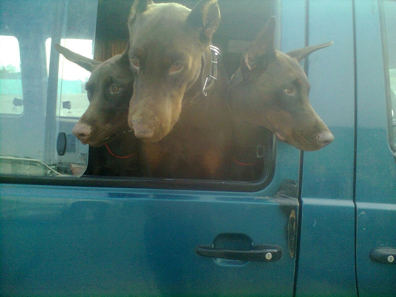 Did you order Cerberus? - My, Dog, Doberman