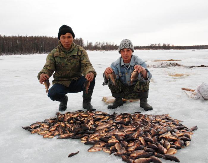 Kuyuur - Fishing Yakuts - Yakutia, , Fishing, Winter fishing, Facts, Interesting, Carp, Yakuts, Longpost