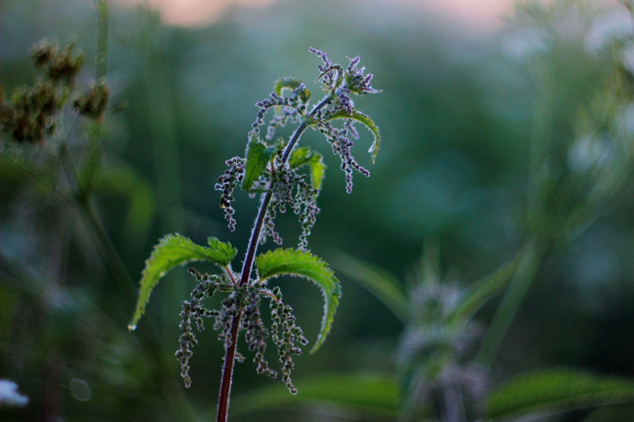 Summer dawn - My, My, The photo, Hobby, Longpost