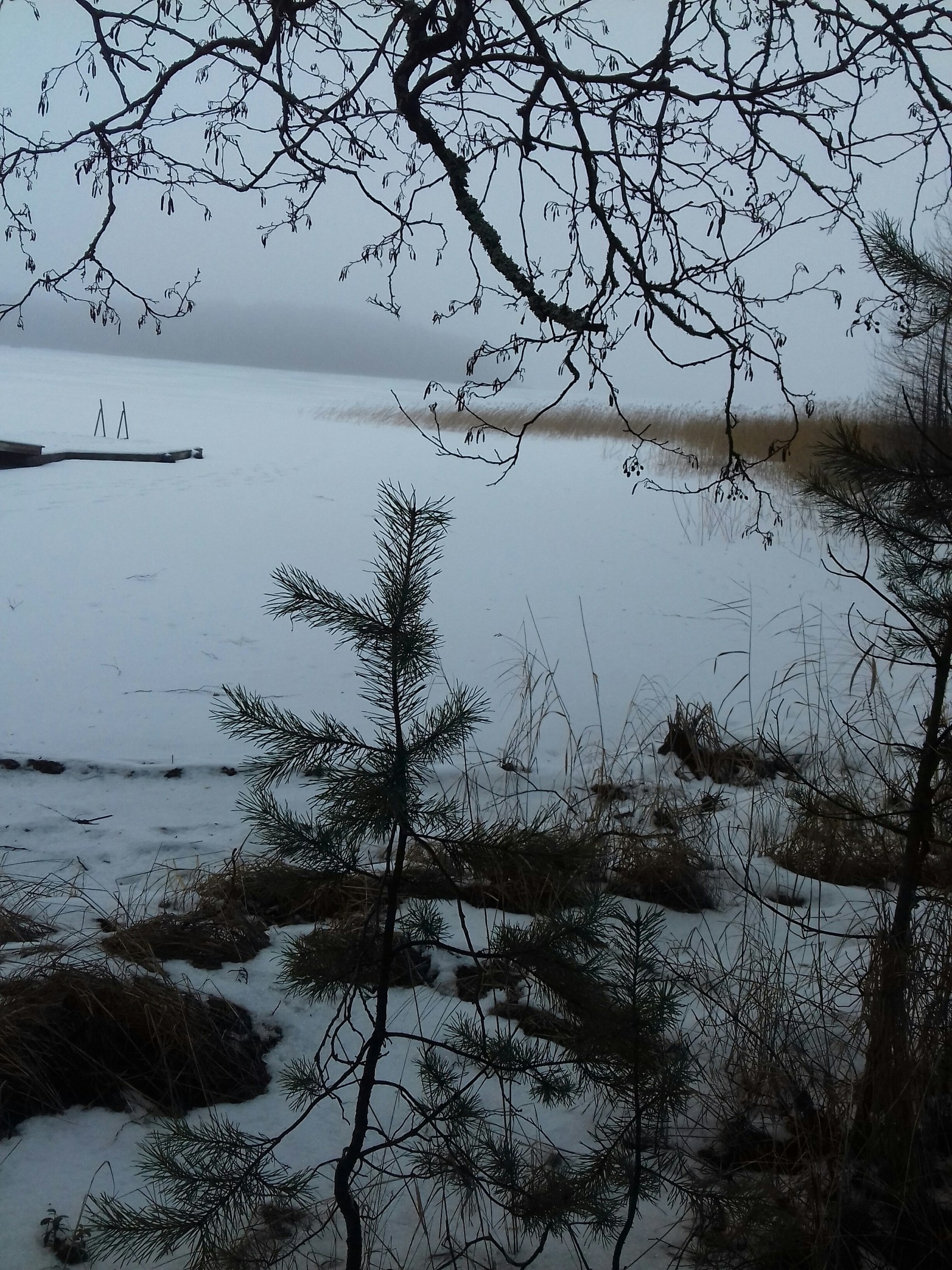 Finn's paradise - My, Finland, Forest, Nature, I am okay with it, Longpost