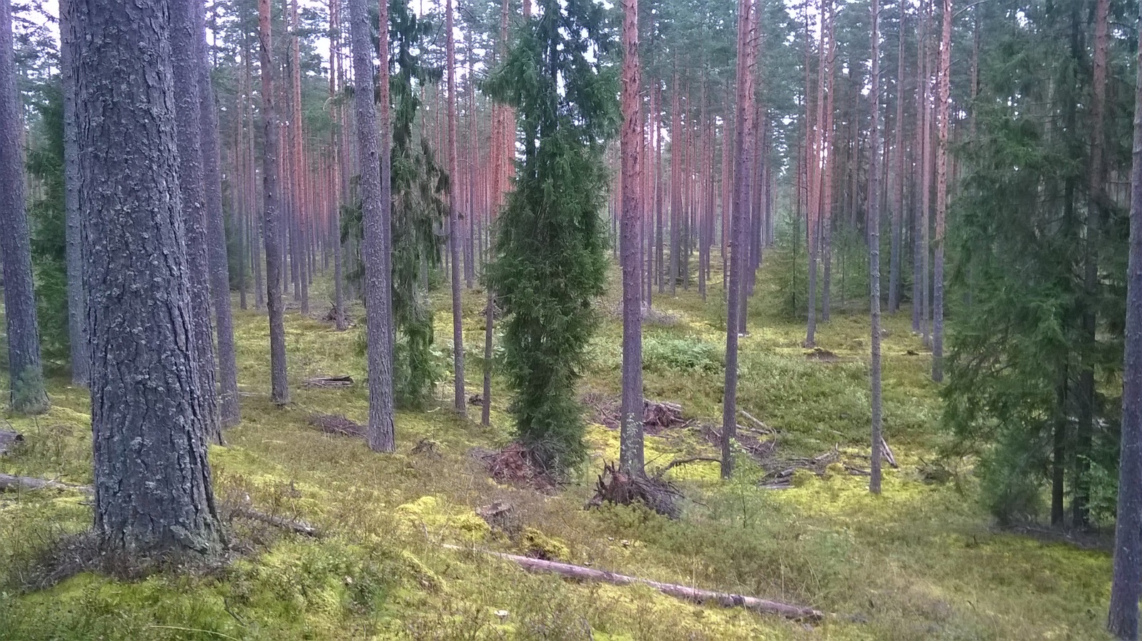 Любительское фото... - Моё, Фотография, Город, Лес, Облака, Диван, Длиннопост