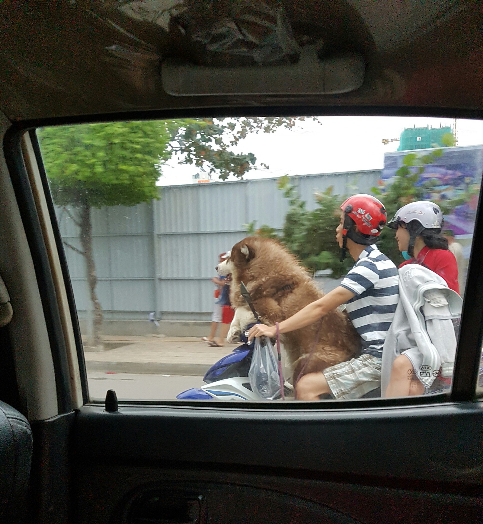 Not all dogs were eaten in Vietnam - My, Dog, Motorcycles, Samoyed, Moto