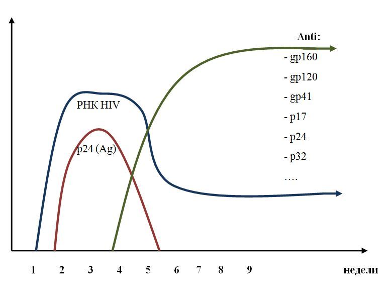Тест на вич достоверен через. ИФА тест на ВИЧ 4 поколения. ИФА 4 поколения на ВИЧ через 3 недель достоверность. Достоверность ИФА 4 поколения на ВИЧ. ИФА 4 поколения на ВИЧ через 2 недели.