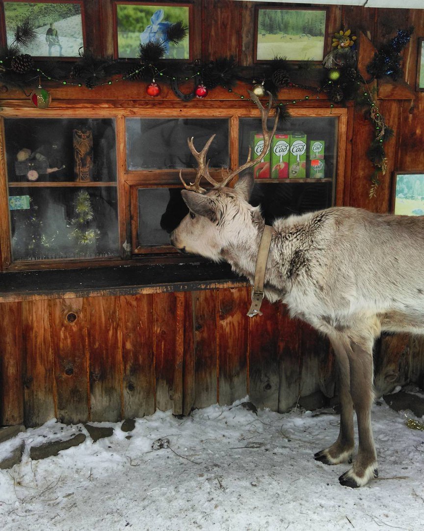 Two pieces of salt, please! - My, Deer, Stall, Kemerovo, Deer