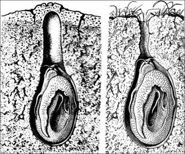 Fish are dug up like potatoes - A fish, Ghana, Protopters, Video, Text, Fishing, Land