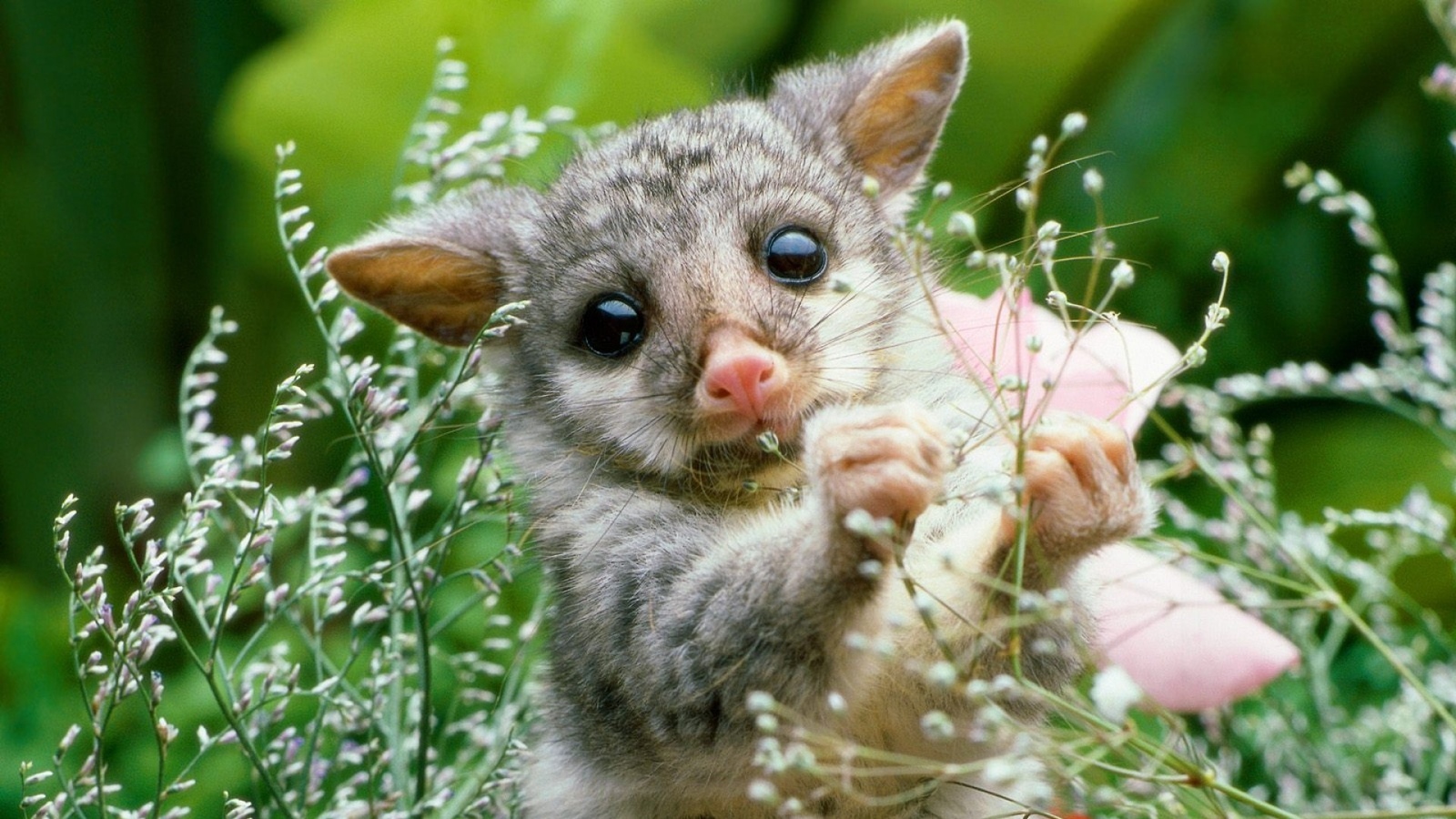 Fox Kuzu - Animals, Fox Kuzu, Australia, New Zealand, Video, Longpost