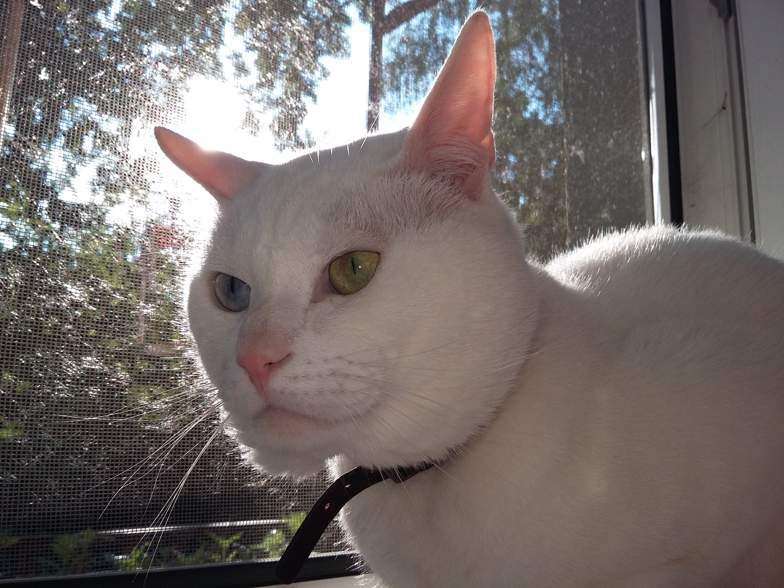 Not much Frost yet. - My, The photo, cat, White, Heterochromia, Longpost