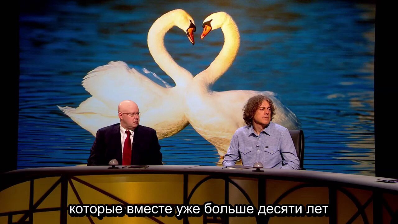 love couple - Storyboard, Love, Swans, Birds, Show, Program, Quite Interesting, Nature, Longpost