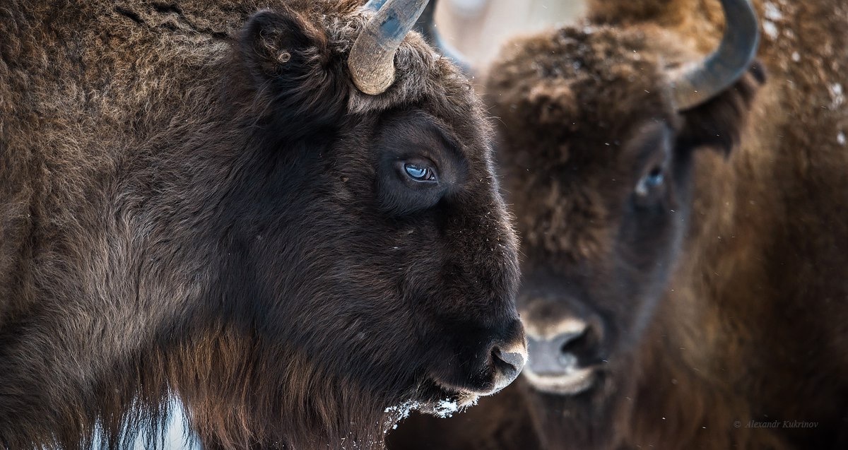 Blue-Eyed Profile. Nature Reserve Kaluzhskiye Zaseki. - Animals, The photo, Nature, Reserve, Bull, Eyes, Bison, Reserves and sanctuaries