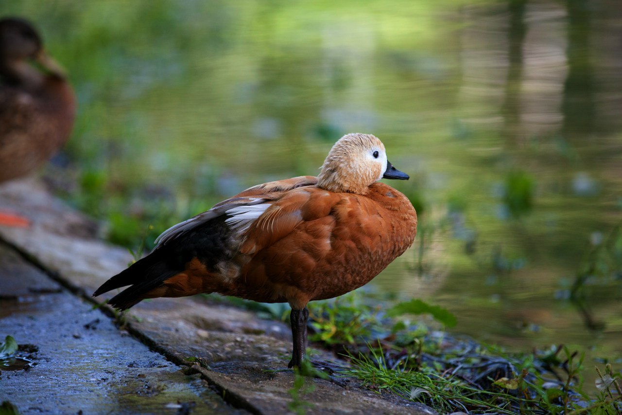 Just a duck in our park. - My, The photo, Duck, My