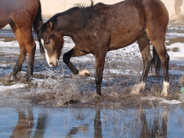 Non-children's children's sports - My, Horses, Horses, Interesting, Longpost, The photo, Text, Video, GIF