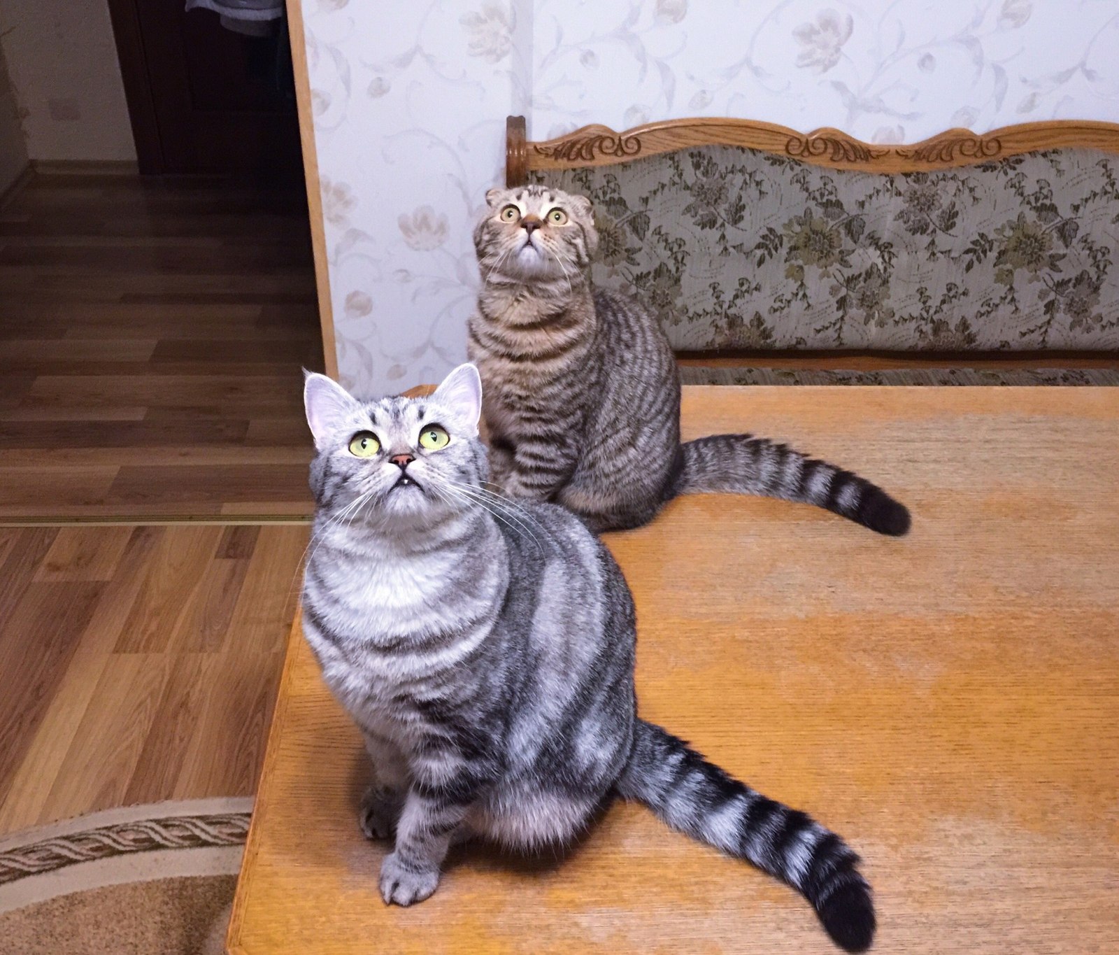 Synchronized viewers - cat, Sight, Synchronicity, Homemade, The photo, Training